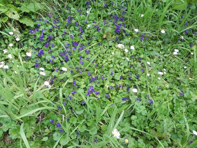 Sinagra: passeggiata tra le violette