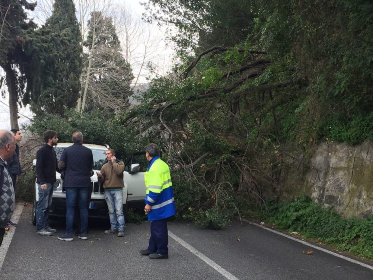 Cade un albero, chiusa la SS113 tra Ponte Naso e Brolo