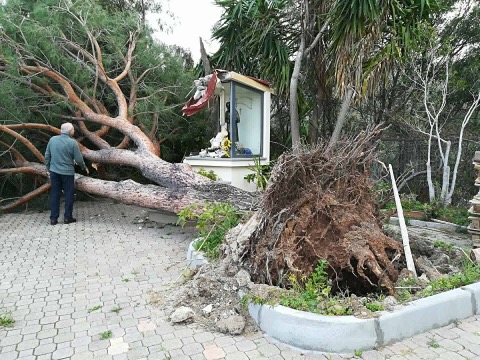 Capo d’Orlando, albero su edicola votiva a Piscittina