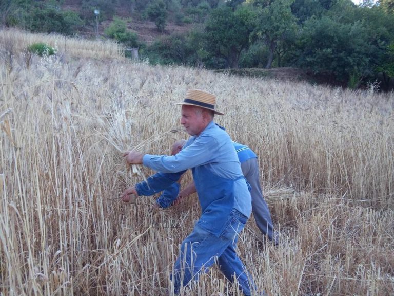 Galati Mamertino, festa degli studenti per la mietitura dei grani antichi – VIDEO