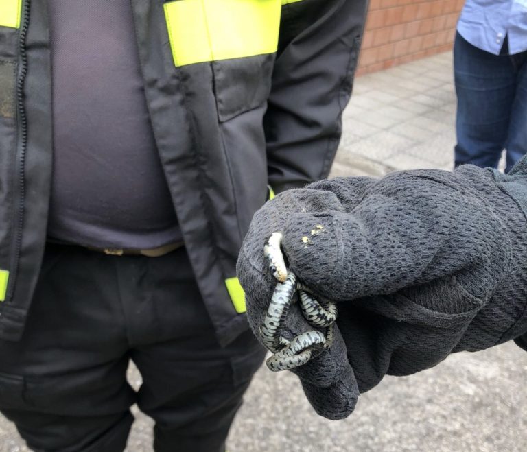 Sant’Angelo di Brolo, Vigili del Fuoco recuperano un serpente in casa di una donna