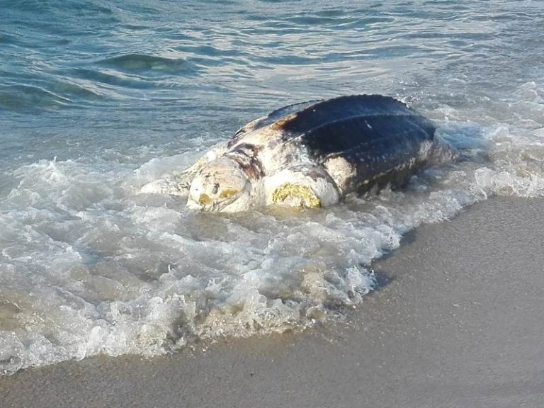 Una tartaruga “liuto” spiaggiata a Falcone