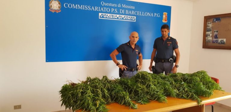 Castroreale, scoperta piccola piantagione di marijuana