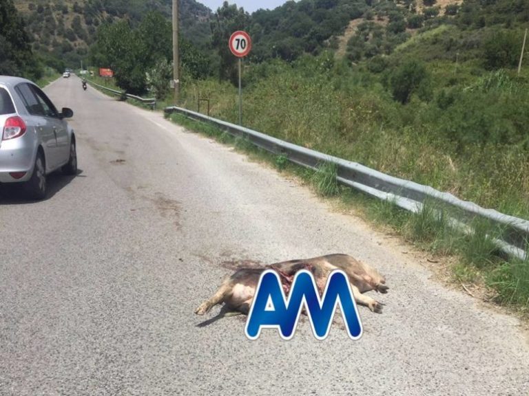 Auto si scontra con un maiale lungo la strada Ponte Naso-Sinagra