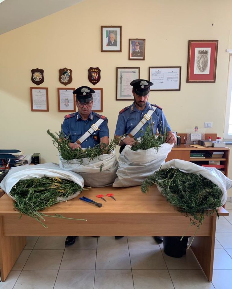 Detenevano oltre 10 kg di marijuana, arrestati tre uomini a Cesarò