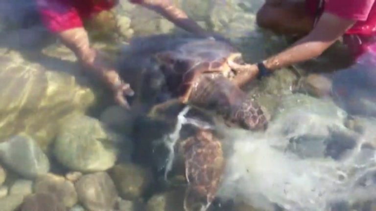 Tartaruga marina ingoia amo e rete da pesca, salvata nel mare di Caronia