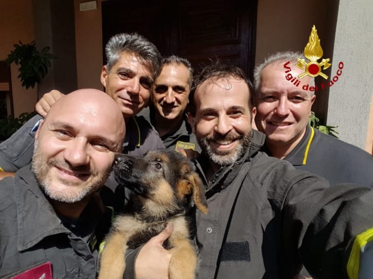 Messina: un cucciolo rimane incastrato tra le sbarre, liberato dai Vigili del Fuoco