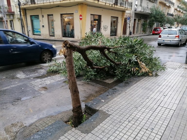 Capo d’Orlando, il vento spezza un albero sulla via Piave