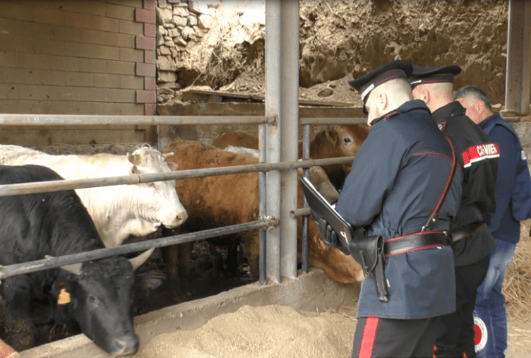 Capizzi, sequestrati 164kg di carne in un’azienda agricola. Le carni erano prive di tracciabilità