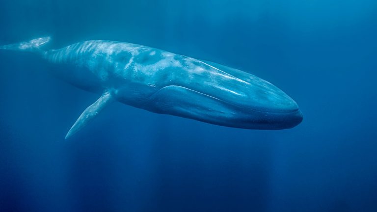 Milazzo, verità o finzione? Giovedì convegno sul fenomeno del “Blue Whale”