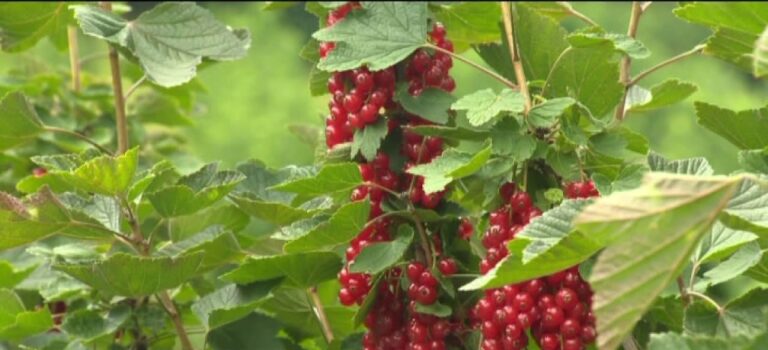 Sicilia – Quattro bandi per l’agricoltura da 35 milioni di euro