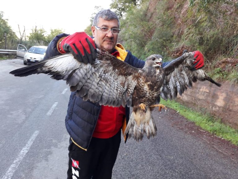 Liberata una poiana rimasta incastrata in una rete a Longi