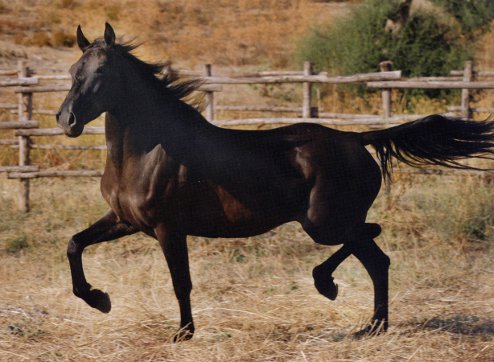 Da domani il cavallo Sanfratellano in mostra alla Fieracavalli di Verona