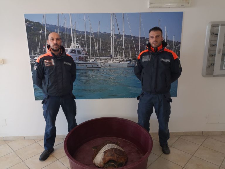 Tartaruga “Caretta Caretta” ferita alla testa e con pinna amputata, Guardia Costiera la mette in salvo