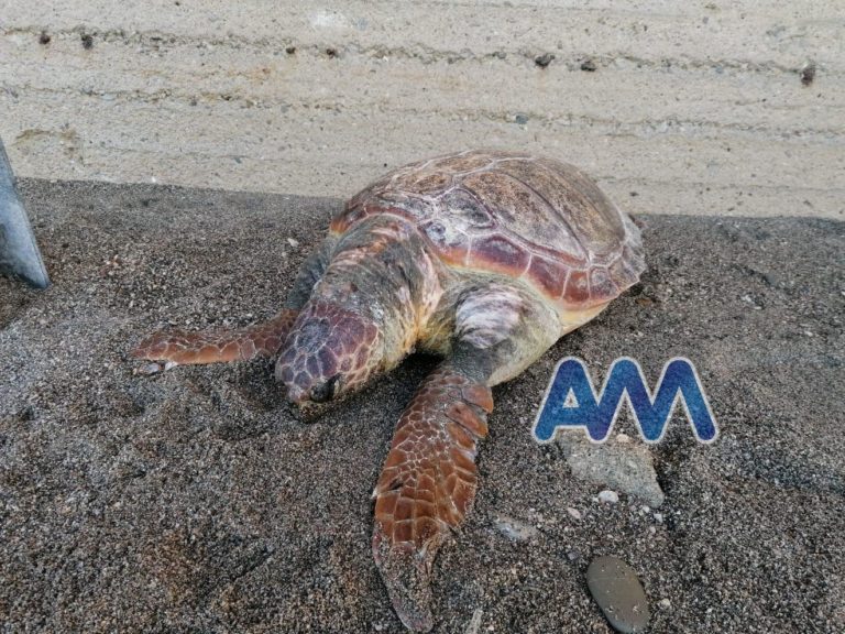 Capo d’Orlando, tartaruga “caretta caretta” spiaggiata di fronte al PalaValenti