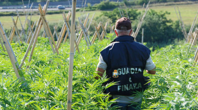 GDF sequestra marijuana per 25 milioni di € nel ragusano