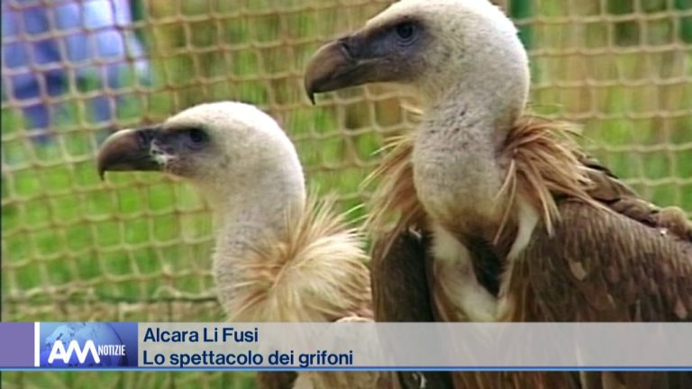 Alcara Li Fusi, lo spettacolo dei grifoni – Video