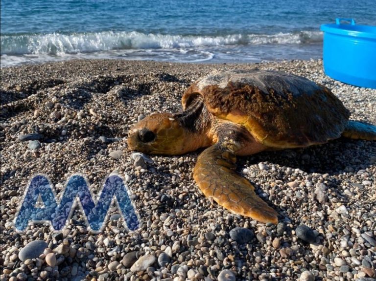 Capo d’Orlando, salvato un cucciolo di tartaruga Caretta caretta