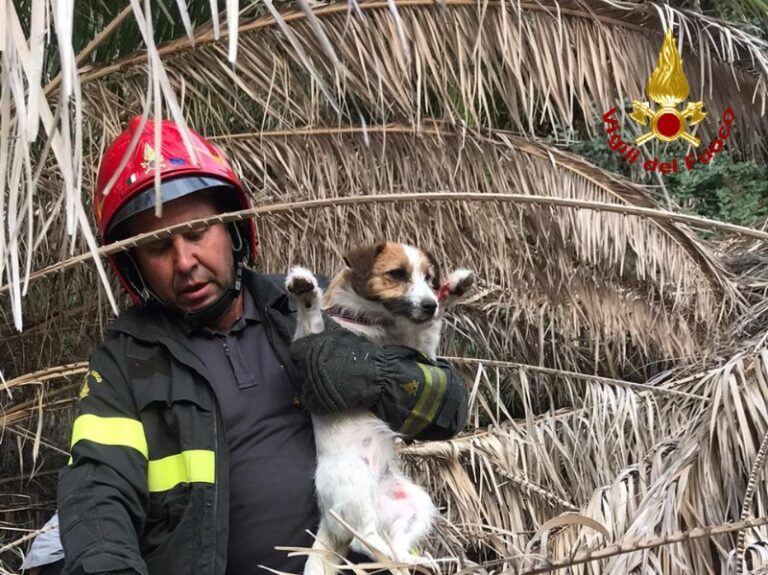 Milazzo – Cane cade in un dirupo, salvato dai Vigili del Fuoco