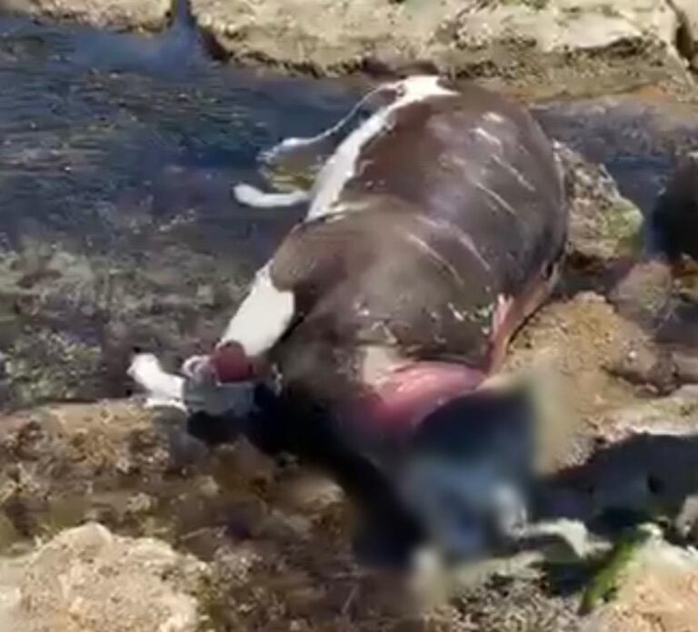 Sicilia – Carcassa di una mucca ritrovata su uno scoglio nei pressi del porto di Trapani