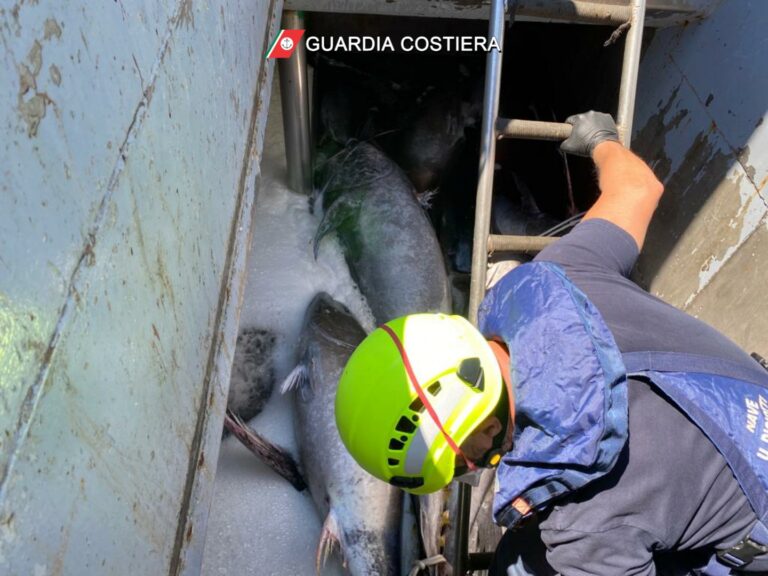 Sicilia – Vasta operazione della Guardia Costiera, sequestrate 2,5 tonnellate di Tonno rosso