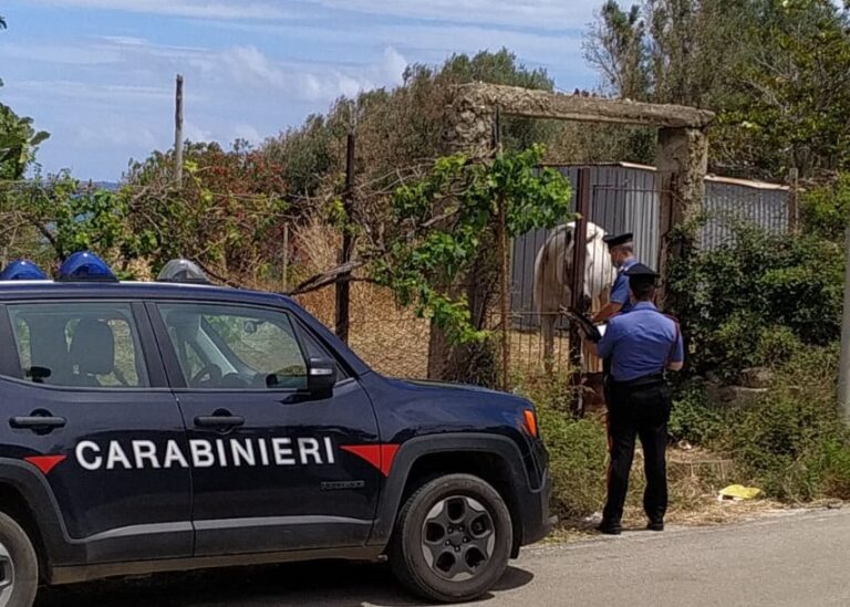 Caronia – Reati ambientali, denunciato un allevatore: sanzioni per 10.000€