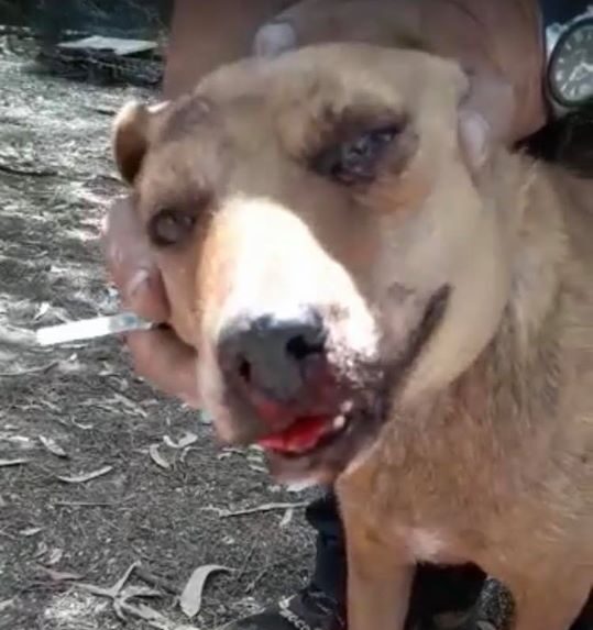 Torrenova, cane picchiato e seppellito vivo. Lo sdegno della comunità