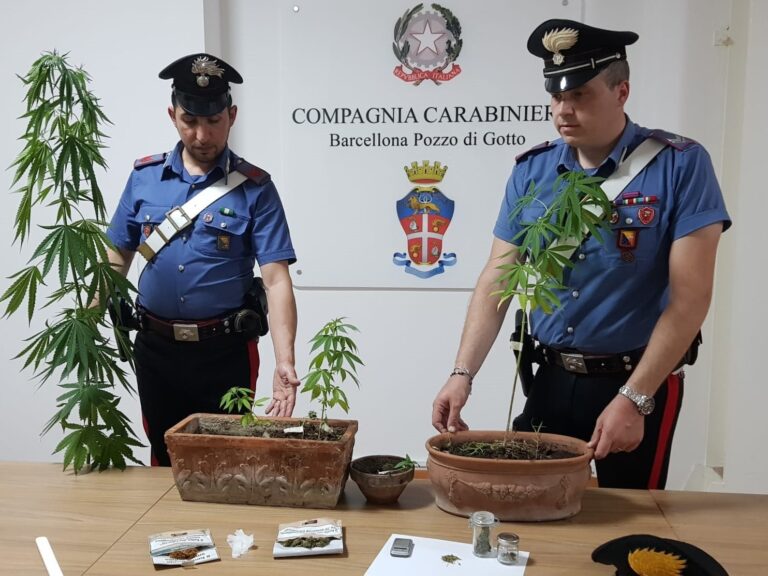 Barcellona, coppia di 26enni arrestata per spaccio. Avevano in casa sei piantine di marijuana