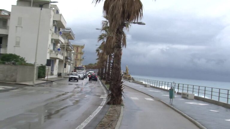 Capo d’Orlando – Torna l’allarme Punteruolo Rosso. A rischio le palme del lungomare