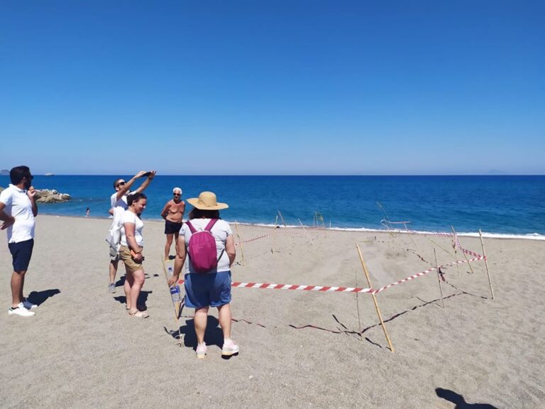 Un nido di tartaruga “Caretta Caretta” sulla spiaggia di Piraino