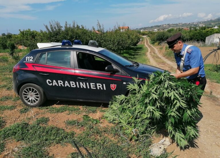 Tra melanzane e pomodori, anche 15 piante di cannabis. Arrestato 59enne di San Pier Niceto