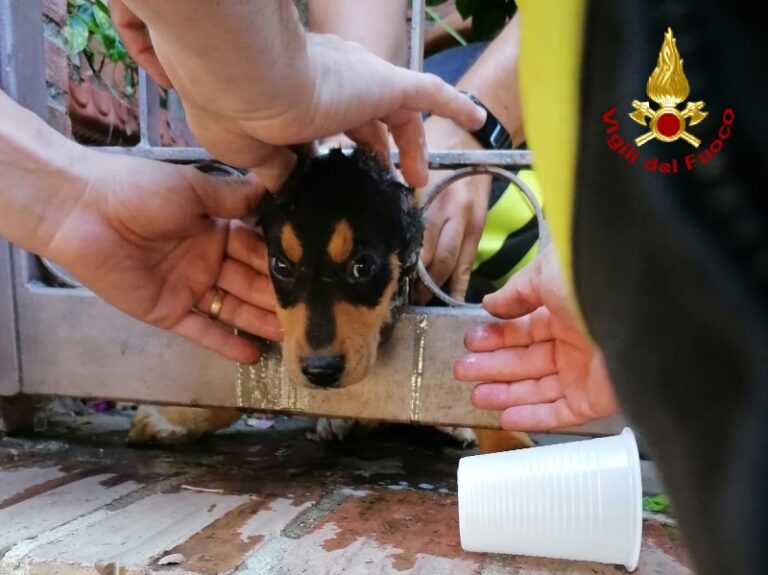 Milazzo – Cucciolo di cane incastrato in un cancello, salvato dai Vigili del Fuoco