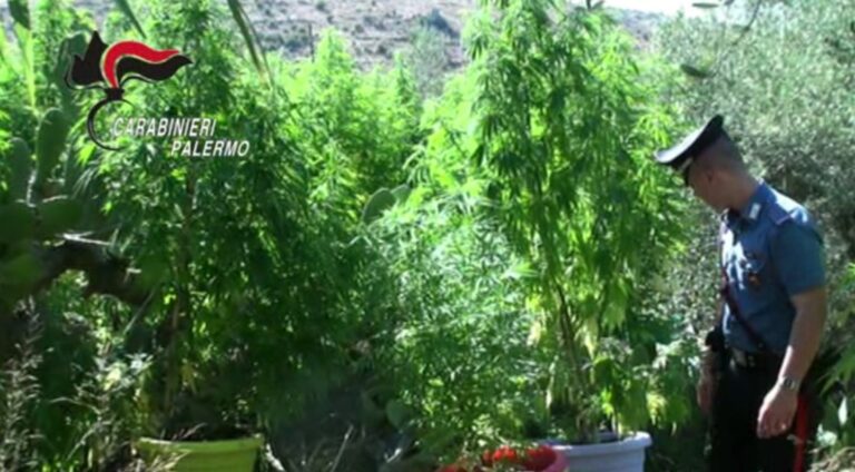 Palermo – Sequestrata vasta piantagione di cannabis. Avrebbe fruttato fino a 400.000€, tre arresti