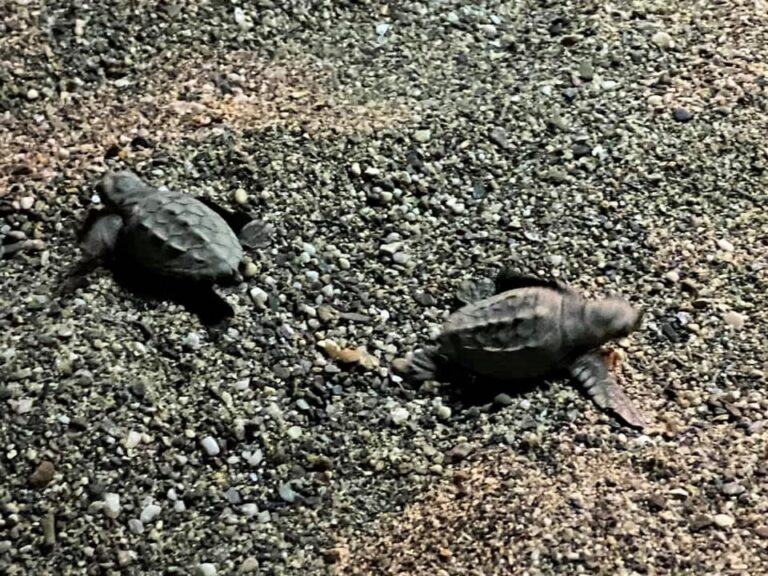 Brolo – Due tartarughe “Caretta Caretta” appena nate corrono verso il mare – VIDEO