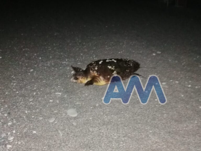 Capo d’Orlando – Tartaruga “Caretta Caretta” depone le uova sul lungomare