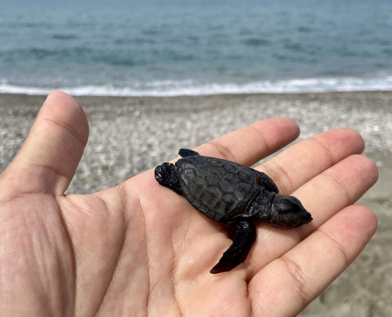 Brolo – Salvato un giovanissimo esemplare di tartaruga caretta caretta