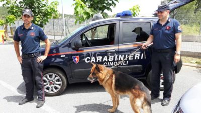 Palermo, il pastore tedesco Derby fiuta la droga in cucina. Arrestato 45enne