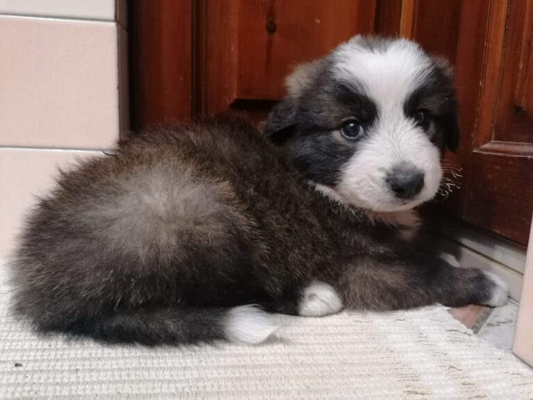 Salvato nell’incendio di Naso, un cagnolino con le zampette bruciate cerca casa