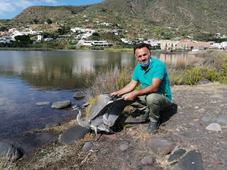 Salina – Non si reggeva in piedi, airone curato per una settimana e liberato