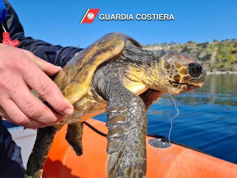 Milazzo – Tartaruga ferita soccorsa dalla Guardia Costiera. Un altro esemplare è stato curato e liberato in mare