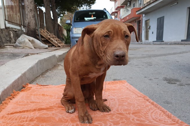 Impiccato da tre ragazzini, cagnolino muore a Gela dopo tre giorni di agonia