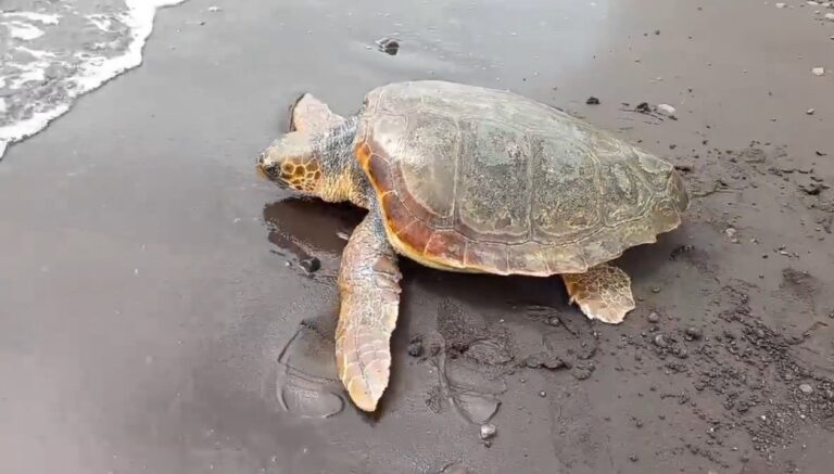 Filicudi – Aveva ingoiato plastica: curata e liberata una tartaruga “Caretta Caretta”