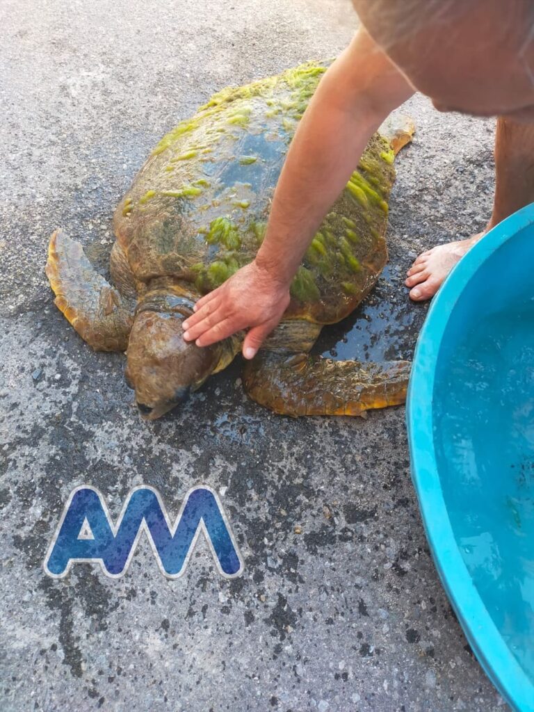 Caronia Marina, tartaruga ferita salvata da passante. Sul posto la Guardia Costiera