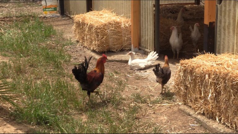 Inaugurato l’allevamento avicolo del “Merendino”: protagonista è la gallina “Rossa Siciliana” – VIDEO