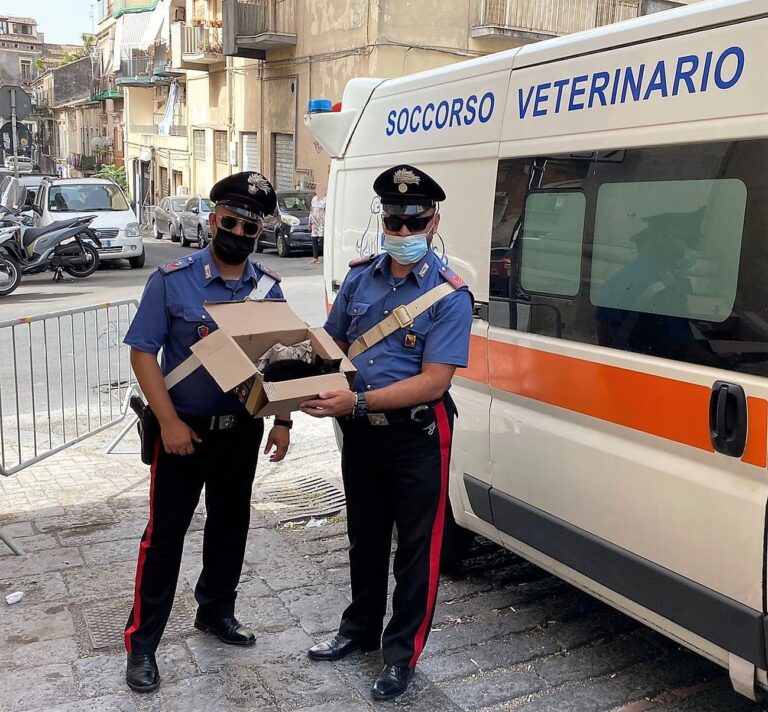 Catania – Gattino disidratato soccorso dal servizio d’ordine al G20