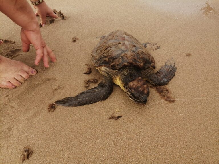 Aveva un amo infilzato nella gola. Salvata a Gela una piccola tartaruga “Caretta Caretta”