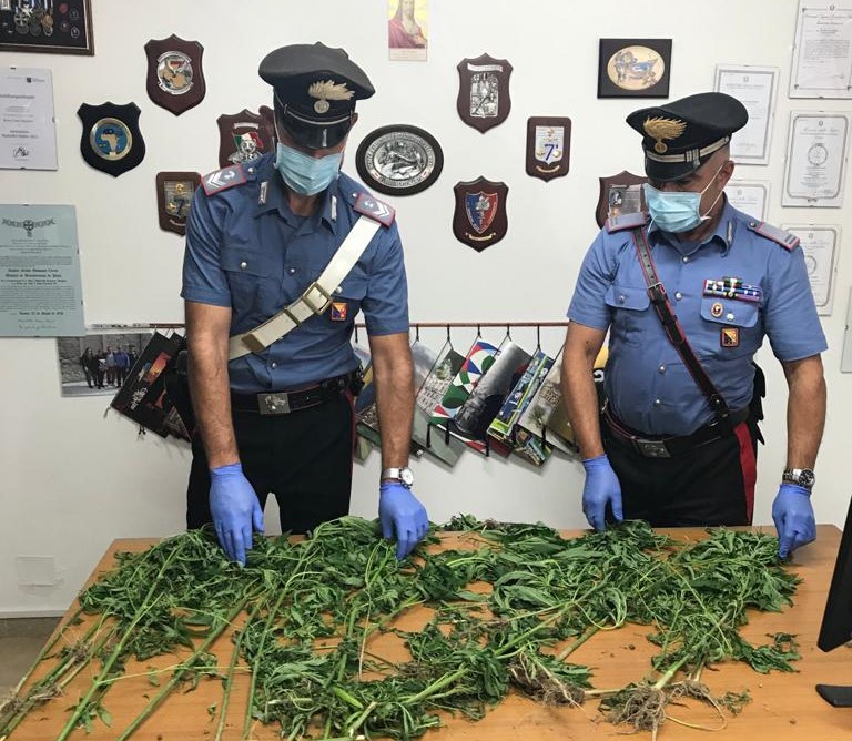 Librizzi – Arrestato 42enne. Coltivava 34 piante di Cannabis Indica alte fino ad un metro e 20