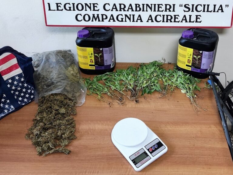 Acireale – Coltivava ben 104 piante di Cannabis e poi vendeva la marijuana. Arrestato 36enne