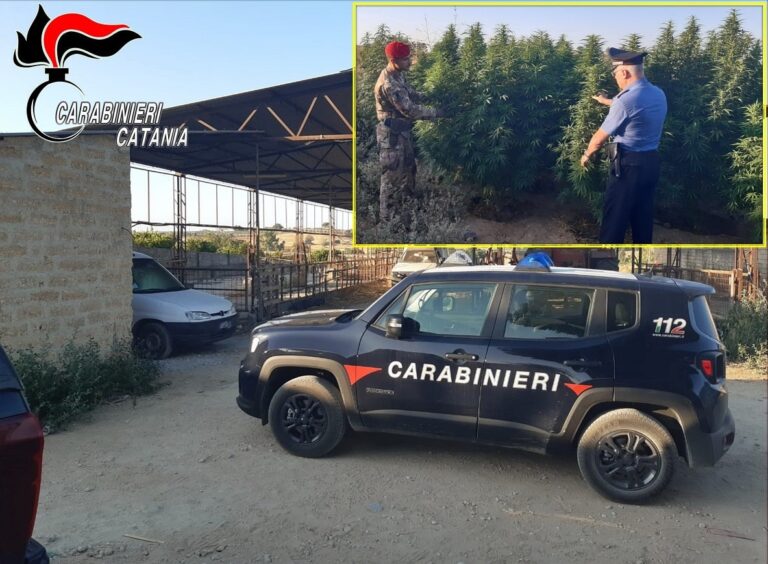 Grammichele – Azienda zootecnica “riconvertita” alla produzione e vendita di marijuana