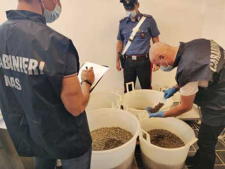 Controlli dei Nas a Lipari, sequestrati oltre 13 tonnellate di capperi